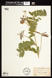 Lathyrus venosus image