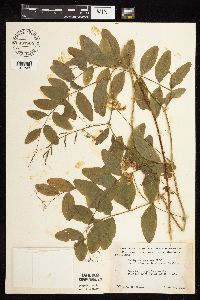 Lathyrus venosus image