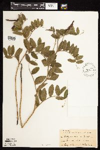 Lathyrus venosus image