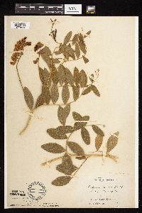 Lathyrus venosus image