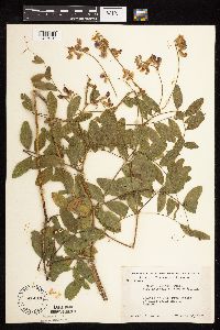 Lathyrus venosus image