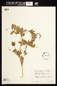 Lathyrus venosus image