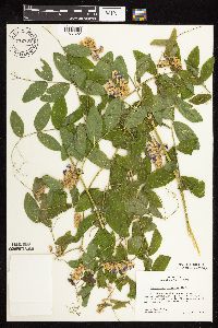 Lathyrus venosus image