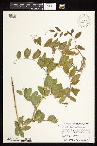 Lathyrus venosus image
