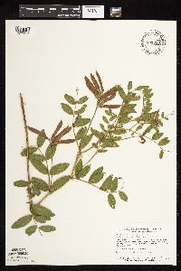 Media resource of Lathyrus venosus