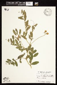 Lathyrus venosus image