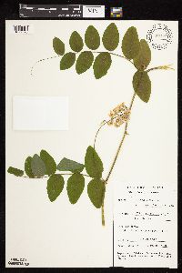 Lathyrus venosus image