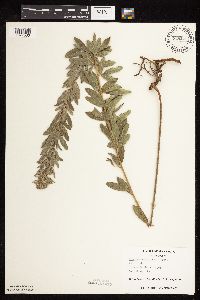 Lespedeza capitata image