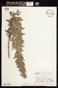 Lespedeza capitata image