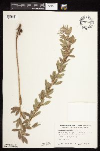 Lespedeza capitata image