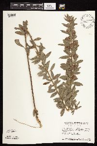 Lespedeza capitata image