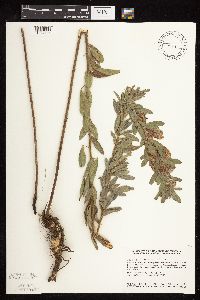 Lespedeza capitata image