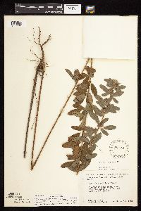 Lespedeza capitata image