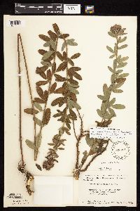 Lespedeza capitata image