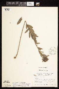 Lespedeza capitata image