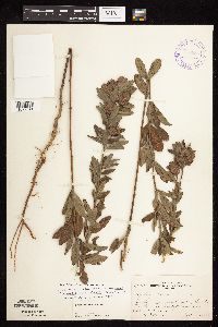 Lespedeza capitata image