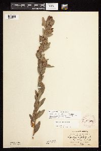 Lespedeza capitata image