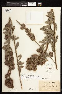 Lespedeza capitata image