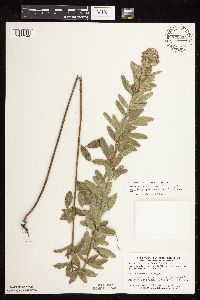 Lespedeza capitata image