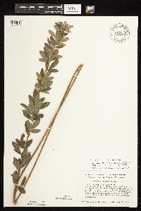 Lespedeza capitata image