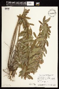 Lespedeza capitata image