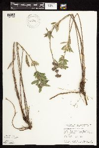 Lespedeza capitata image