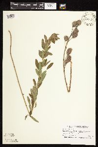 Lespedeza capitata image