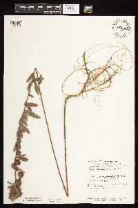 Lespedeza capitata image