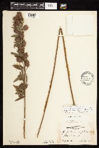 Lespedeza capitata image