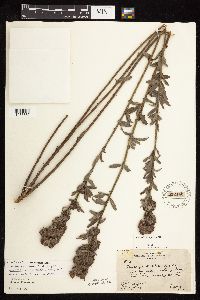 Lespedeza capitata image