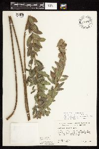 Lespedeza capitata image