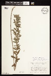 Lespedeza capitata image