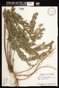 Lespedeza capitata image