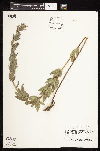 Lespedeza capitata image