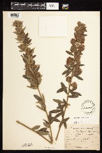 Lespedeza capitata image