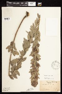 Lespedeza capitata image