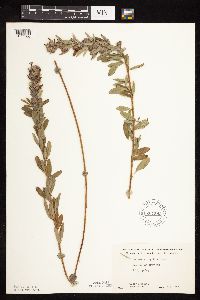 Lespedeza capitata image