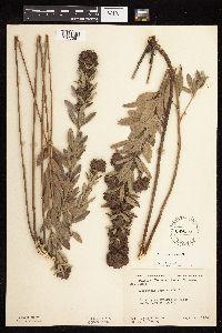 Lespedeza capitata image