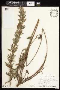 Lespedeza capitata image