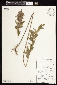 Lespedeza capitata image