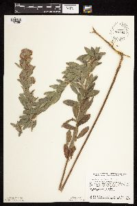 Lespedeza capitata image