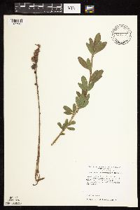 Lespedeza capitata image