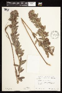 Lespedeza capitata image