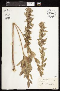 Lespedeza capitata image