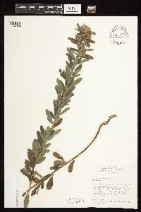 Lespedeza capitata image