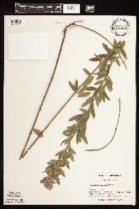 Lespedeza capitata image