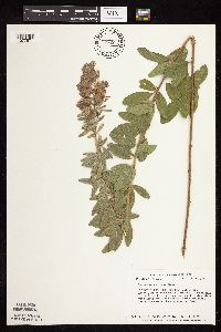 Lespedeza capitata image