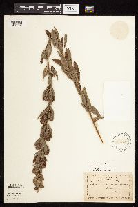 Lespedeza capitata image