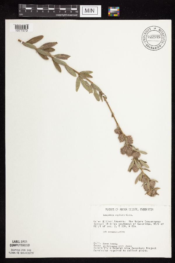 Lespedeza capitata image