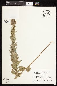 Lespedeza capitata image